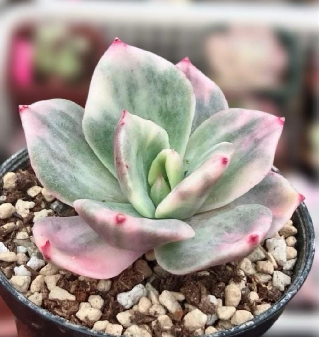 専用　レジョン錦