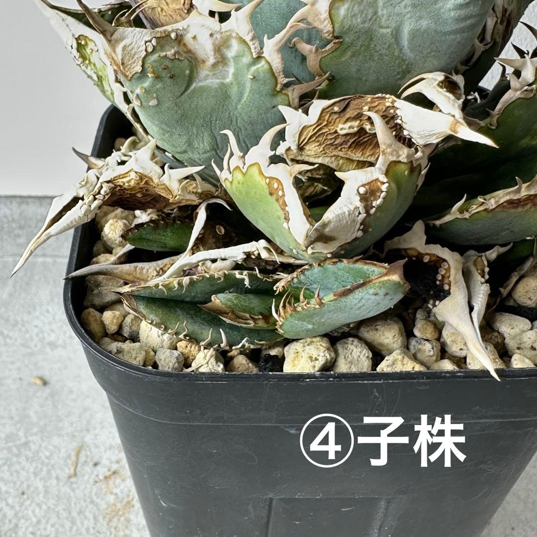 【初出】 オテロイ スタッズタイプ セット ※バラ売り 検）冰雹、麻花龍