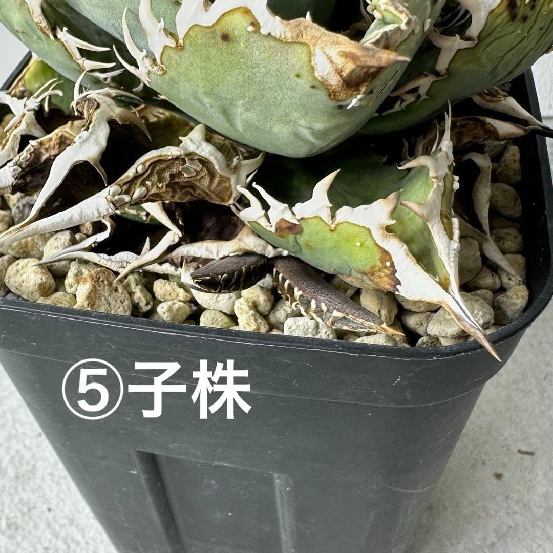 【初出】 オテロイ スタッズタイプ セット ※バラ売り 検）冰雹、麻花龍