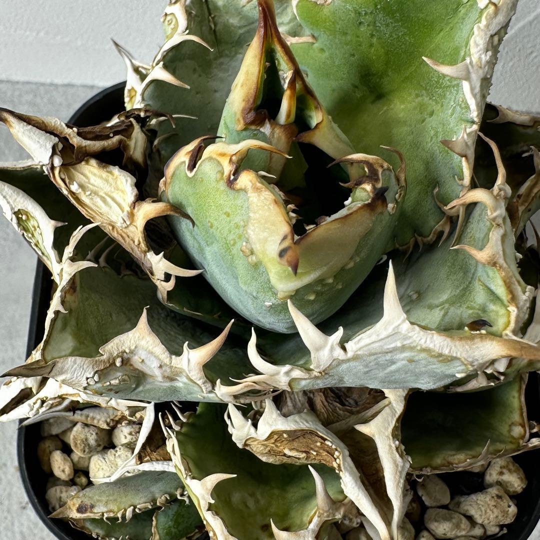 【初出】 オテロイ スタッズタイプ セット ※バラ売り 検）冰雹、麻花龍