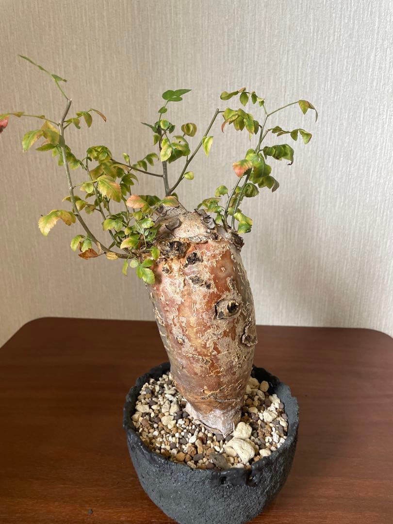 最終値下げ　ブルセラ　ファガロイデス　現地株