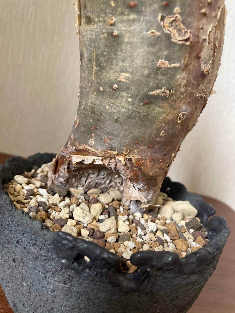 最終値下げ　ブルセラ　ファガロイデス　現地株