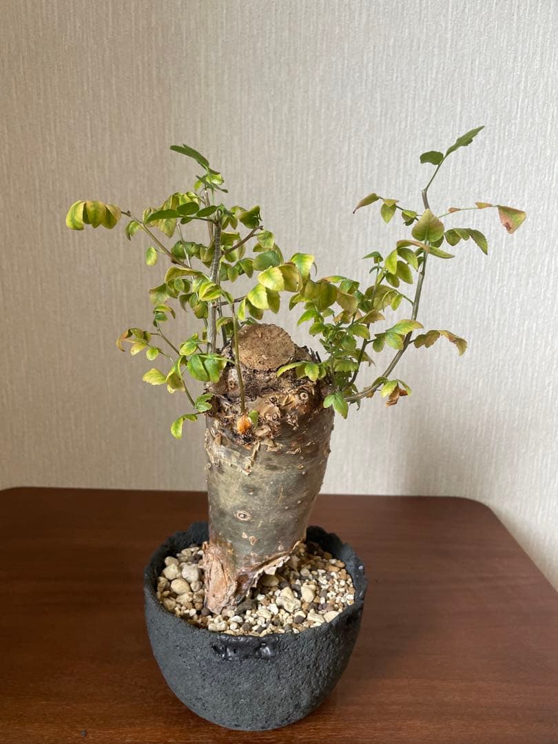 最終値下げ　ブルセラ　ファガロイデス　現地株