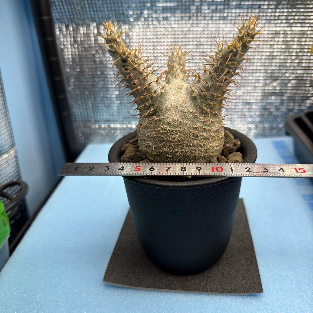 パキポディウムグラキリス6　実生6年目