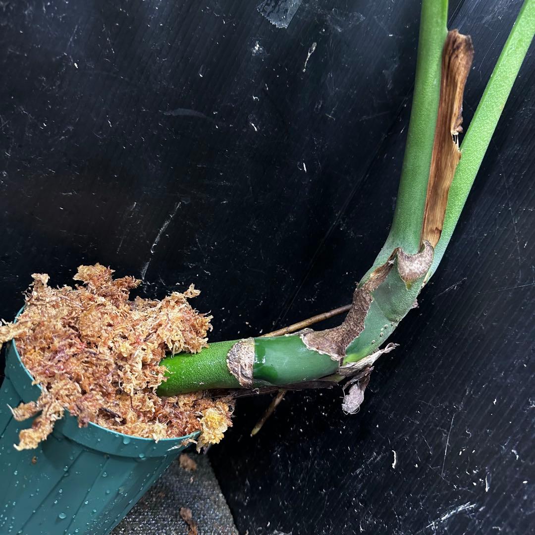 a*r様 モンステラデリシオーサマクロコズム超希少系統鉢植え69㎝