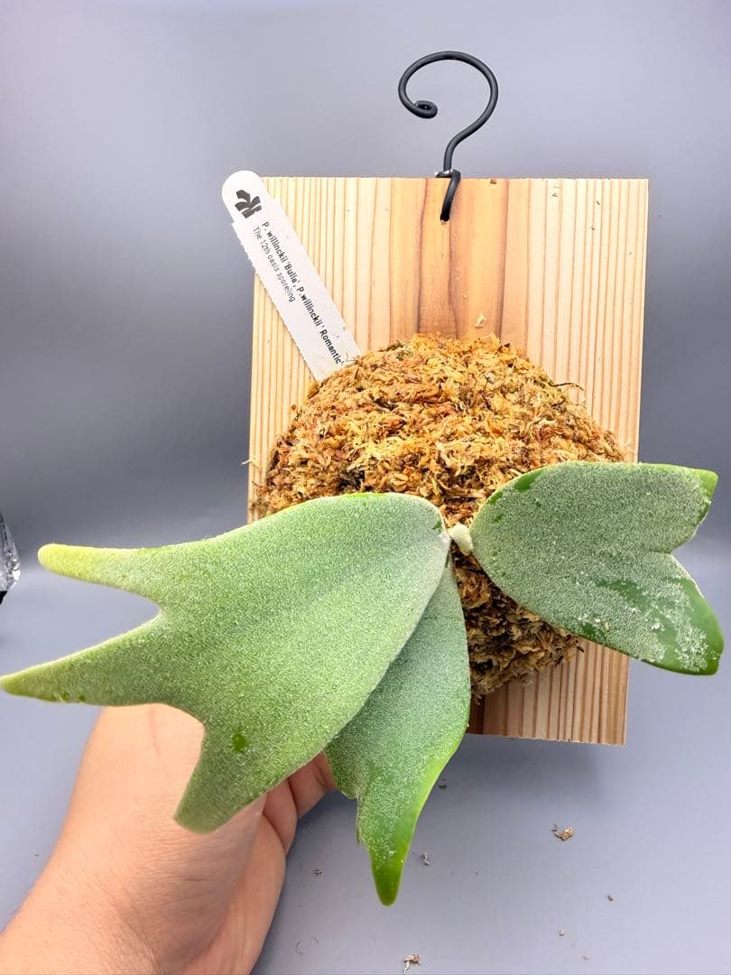 ビカクシダP.Willinckii Bulla, P.Romantic mix