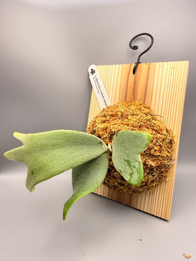 ビカクシダP.Willinckii Bulla, P.Romantic mix