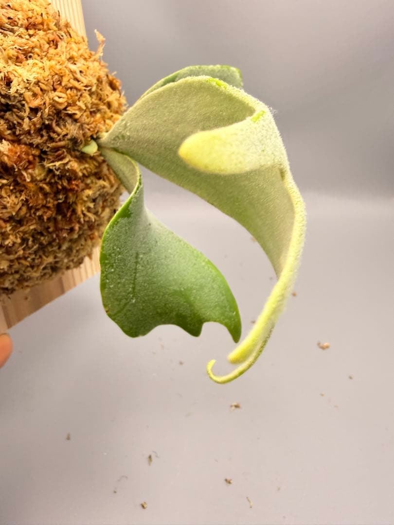 ビカクシダP.Willinckii Bulla, P.Romantic mix