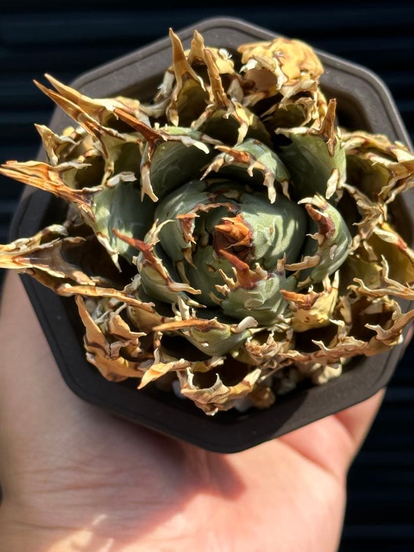 アガベ　ユタエンシス　エボリスピナ　陽炎　裏棘　連棘　発根済