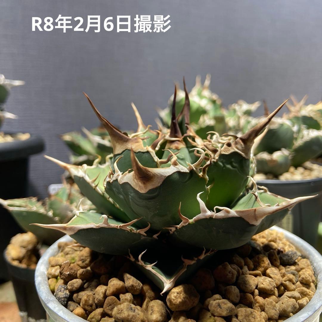 アガベ チタノタ 実生 オアハカ