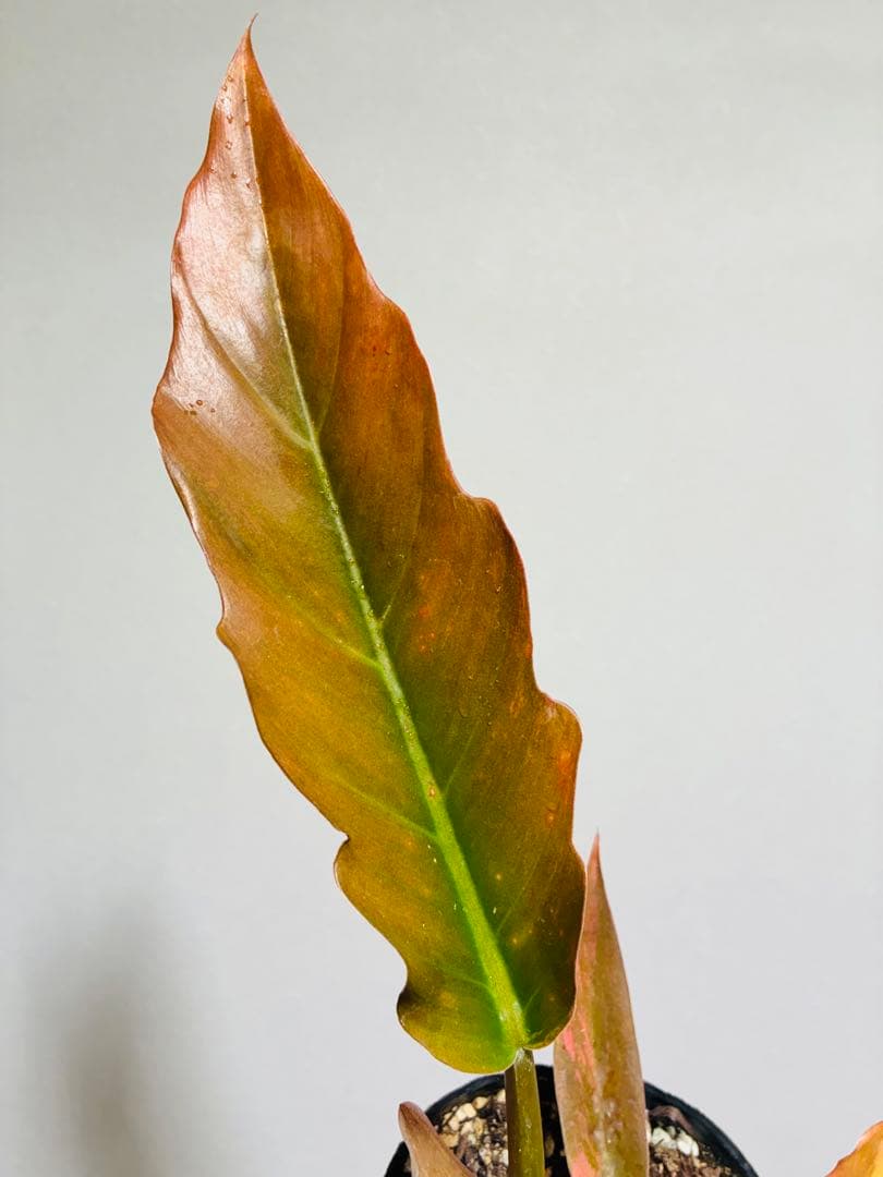 フィロデンドロン キャラメルマーブル Caramel Marble