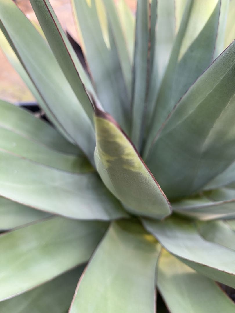 アガベ　オバティフォリア✖️ビクトリアレジーナ　大株