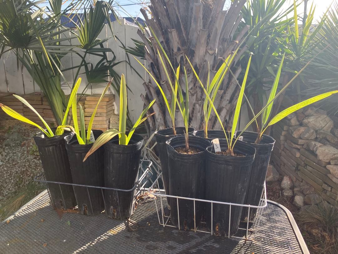 耐寒性　ヤシ　2種　計８株　ブラヘアアルマータ ５株 ミキナシサバル3株