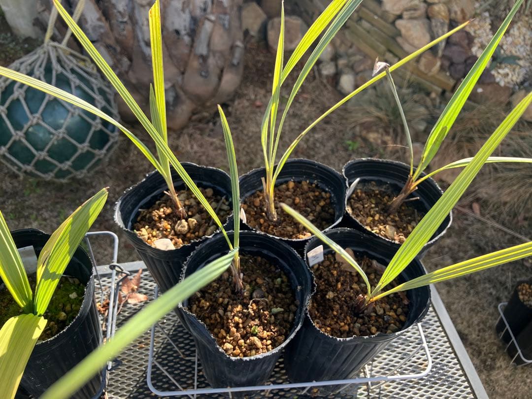 耐寒性　ヤシ　2種　計８株　ブラヘアアルマータ ５株 ミキナシサバル3株