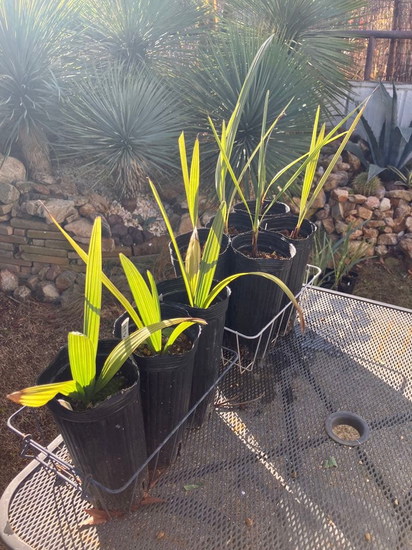 耐寒性　ヤシ　2種　計８株　ブラヘアアルマータ ５株 ミキナシサバル3株