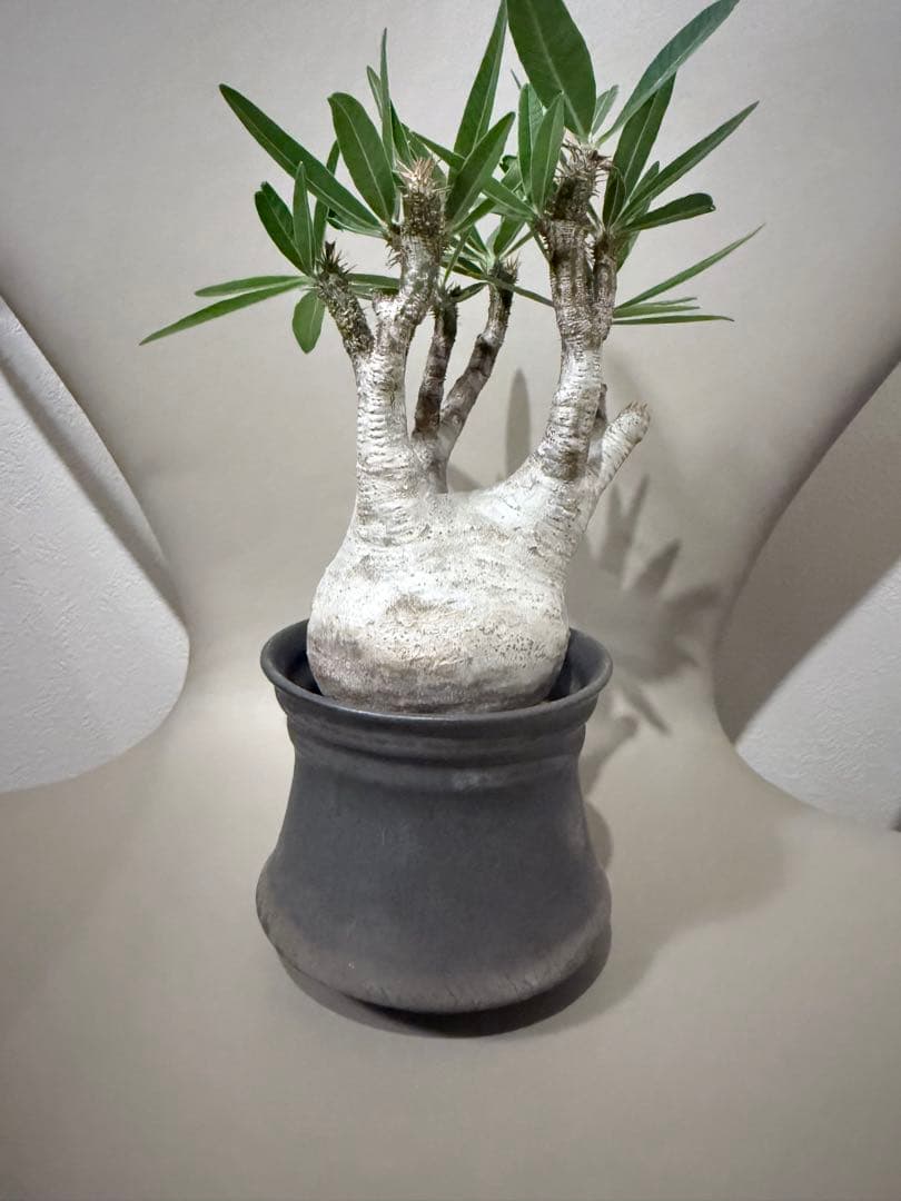 25/5/30出品 パキポディウムグラキリス(現地球) マカイエンセ　セット