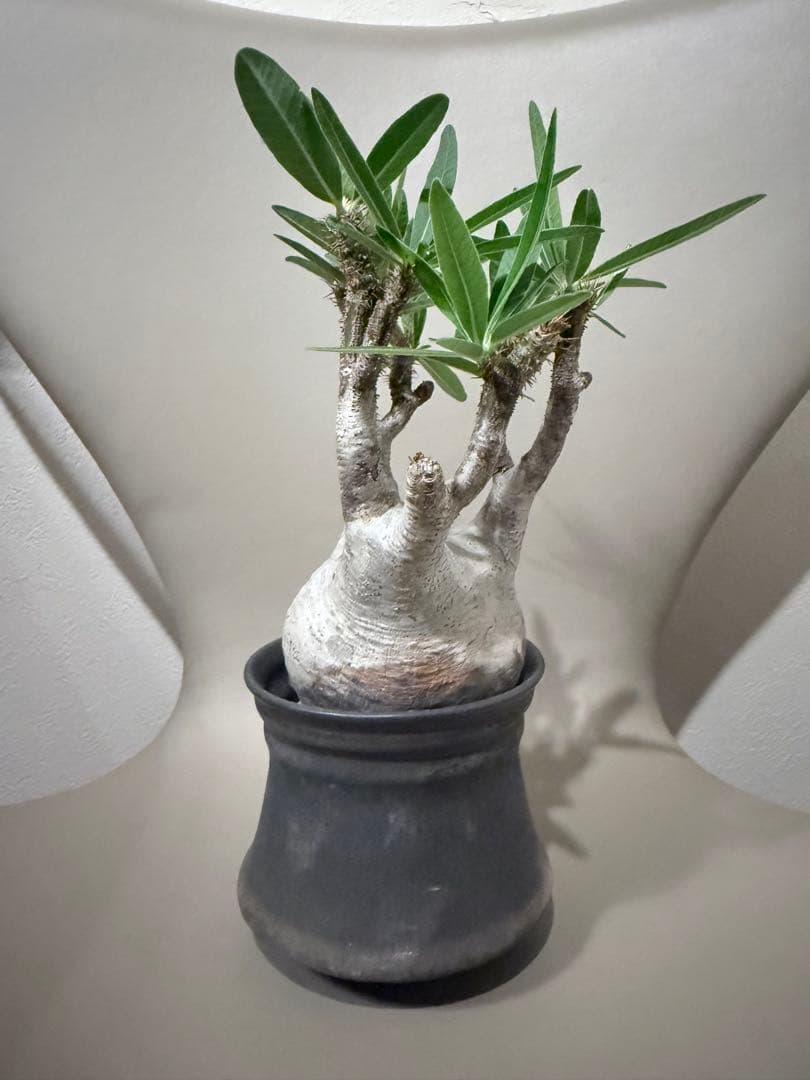 25/5/30出品 パキポディウムグラキリス(現地球) マカイエンセ　セット