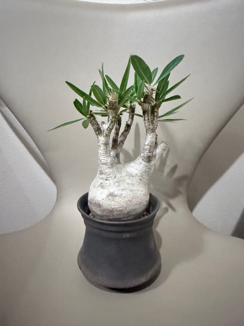 25/5/30出品 パキポディウムグラキリス(現地球) マカイエンセ　セット