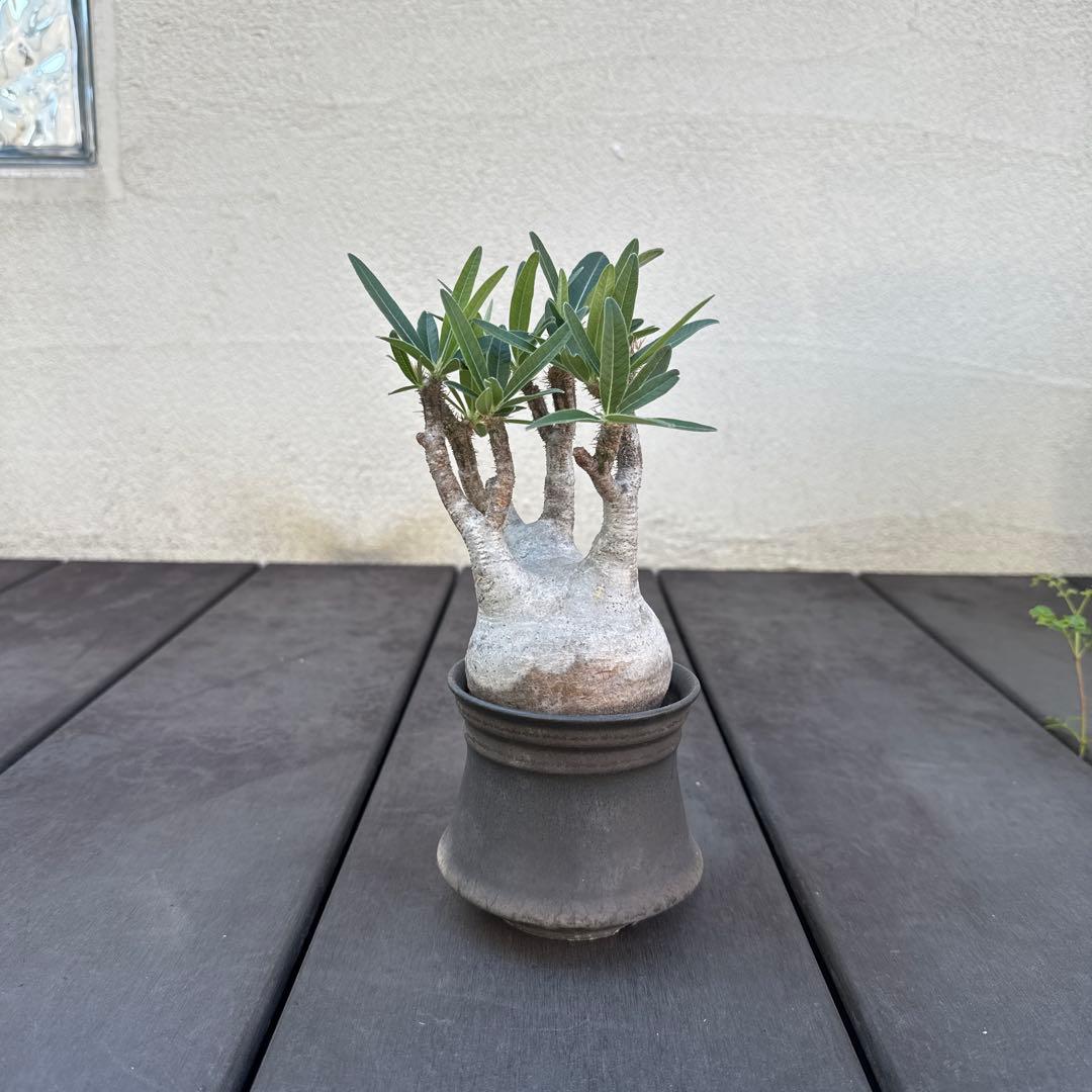 25/5/30出品 パキポディウムグラキリス(現地球) マカイエンセ　セット