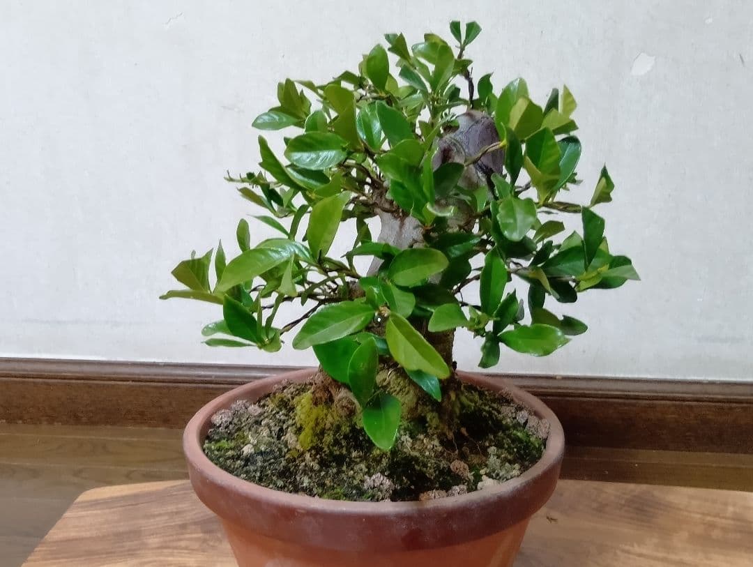 ‼️クチナシ盆栽‼️極太‼️値下げ