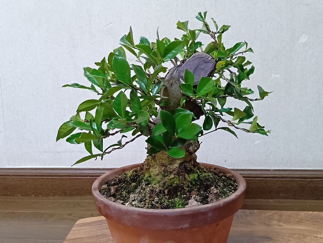 ‼️クチナシ盆栽‼️極太‼️値下げ