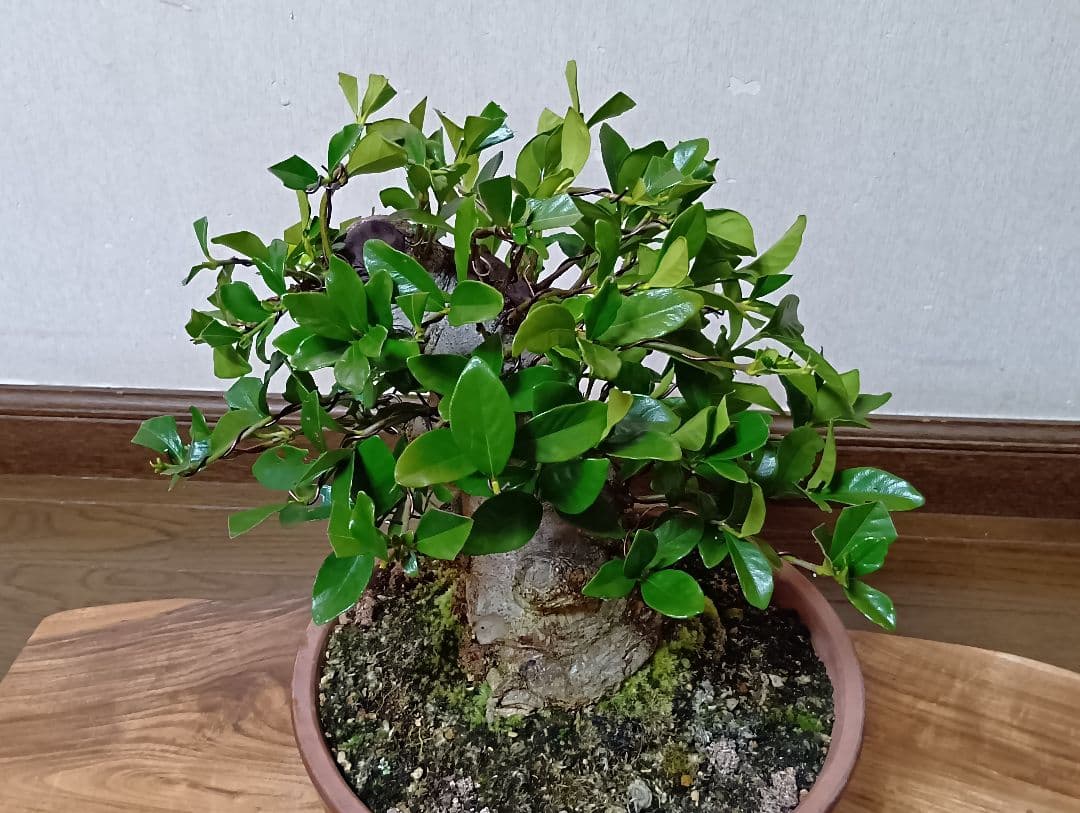 ‼️クチナシ盆栽‼️極太‼️値下げ