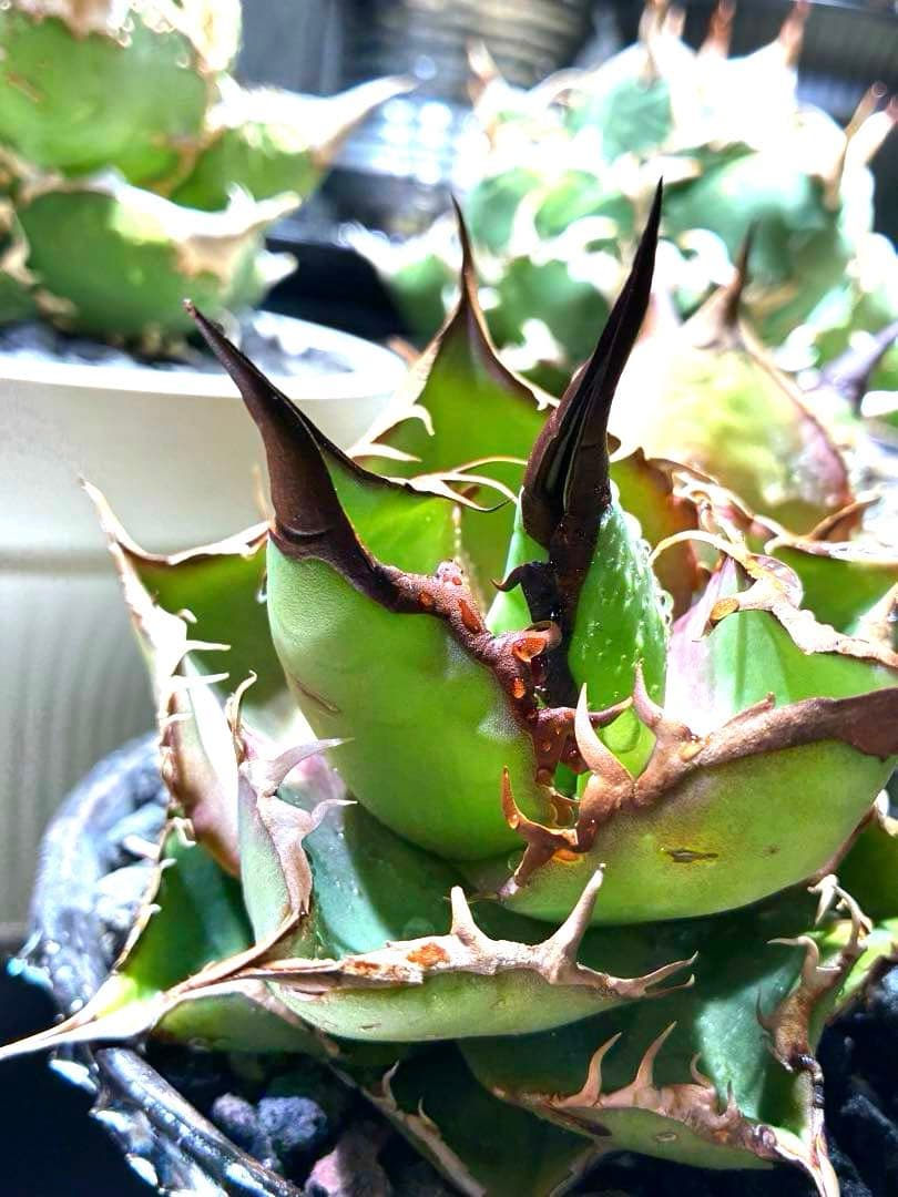 アガベ オテロイ　ダブルヘッド　超ロングスパイン　強鋸歯