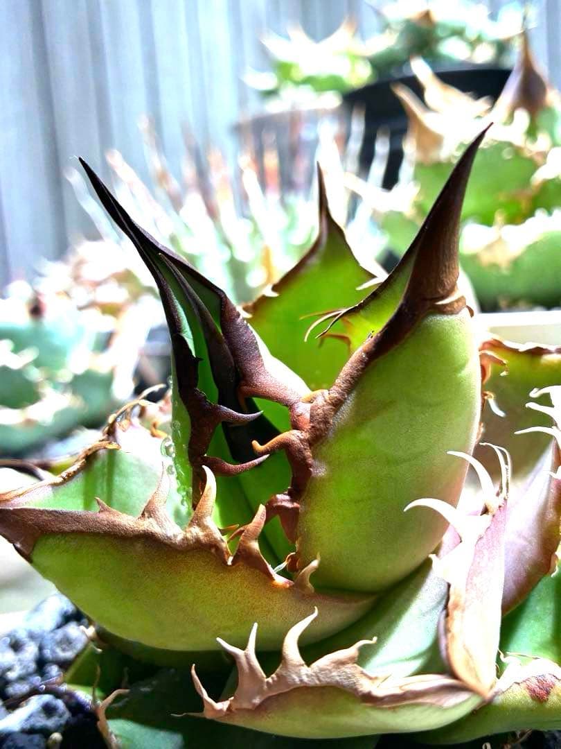 アガベ オテロイ　ダブルヘッド　超ロングスパイン　強鋸歯