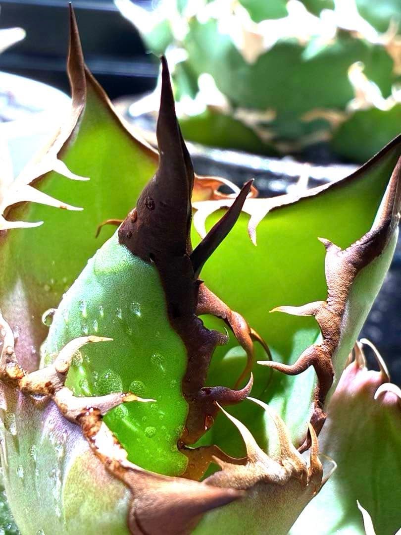 アガベ オテロイ　ダブルヘッド　超ロングスパイン　強鋸歯