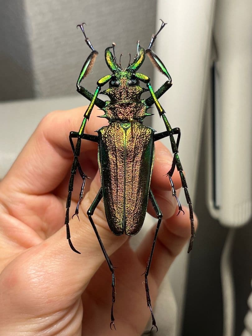 【赤緑】ルリオニカミキリ ムラサキオニノコギリカミキリ 昆虫標本