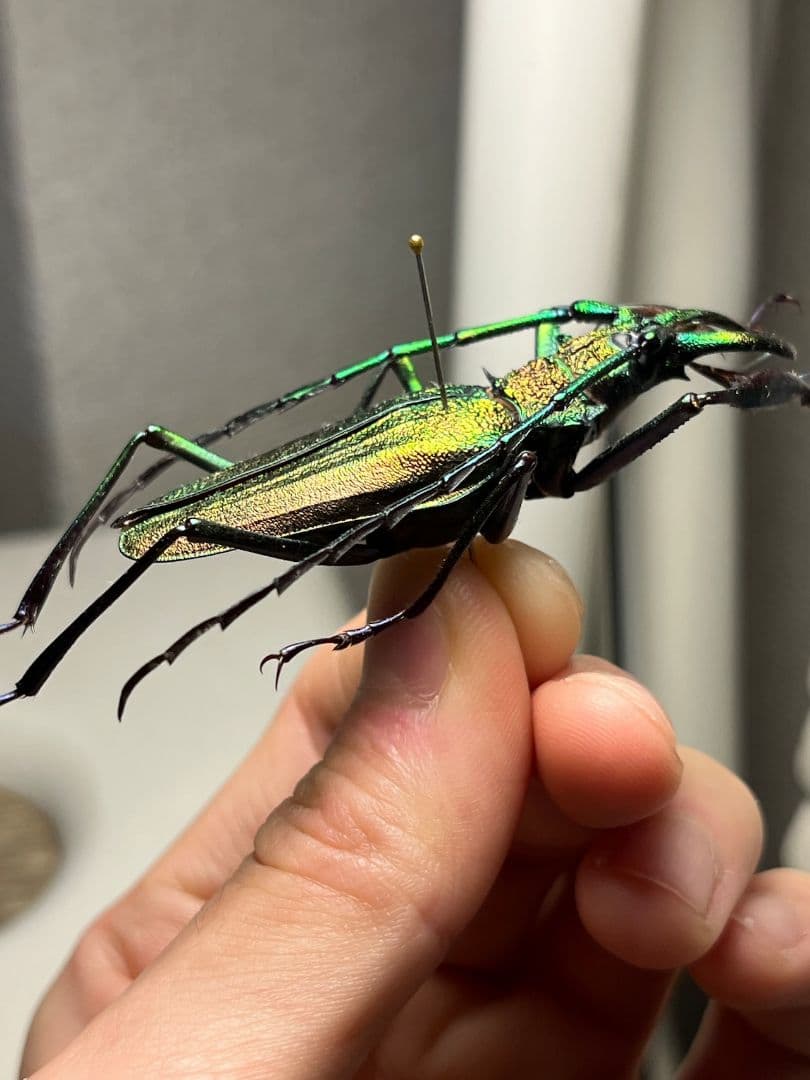 【赤緑】ルリオニカミキリ ムラサキオニノコギリカミキリ 昆虫標本