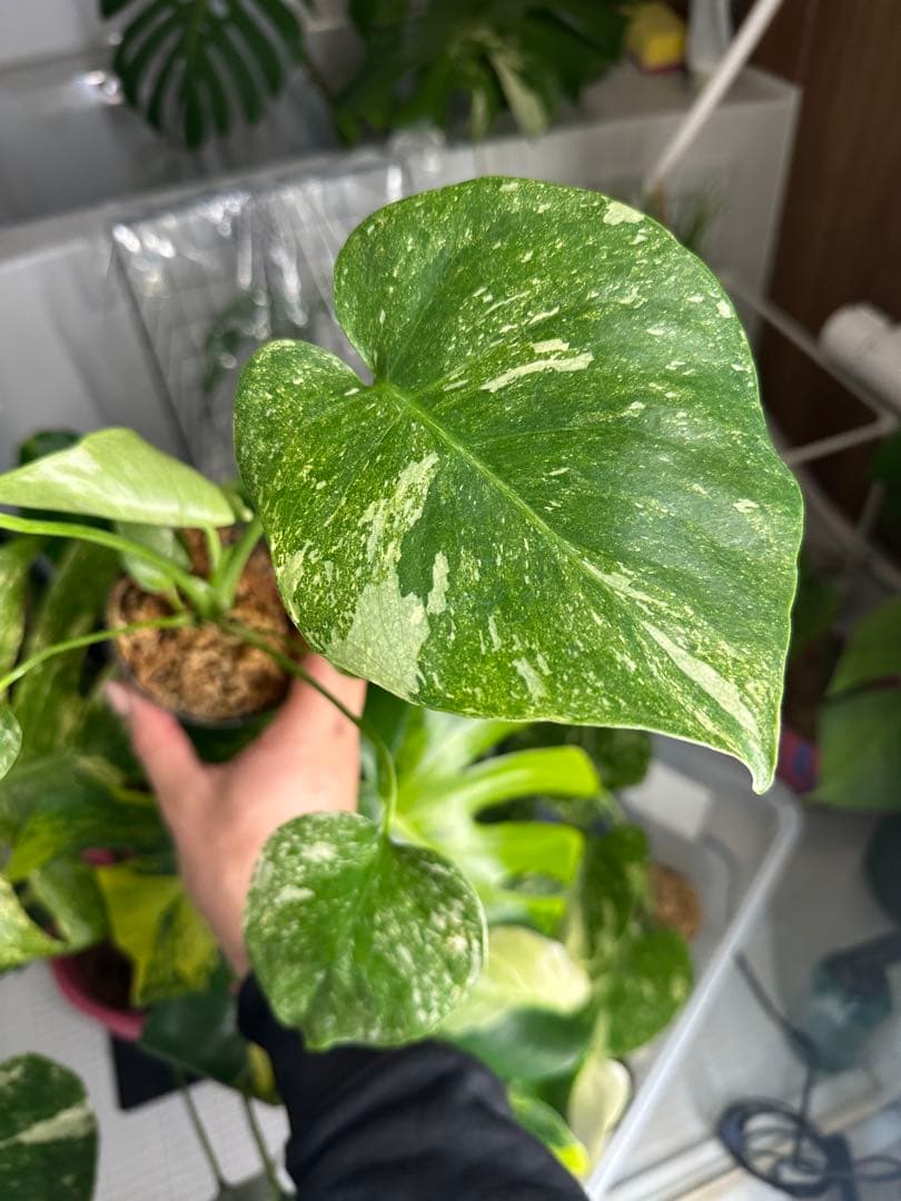 モンステラ グリーンスノー TC株 順化済み 3号株