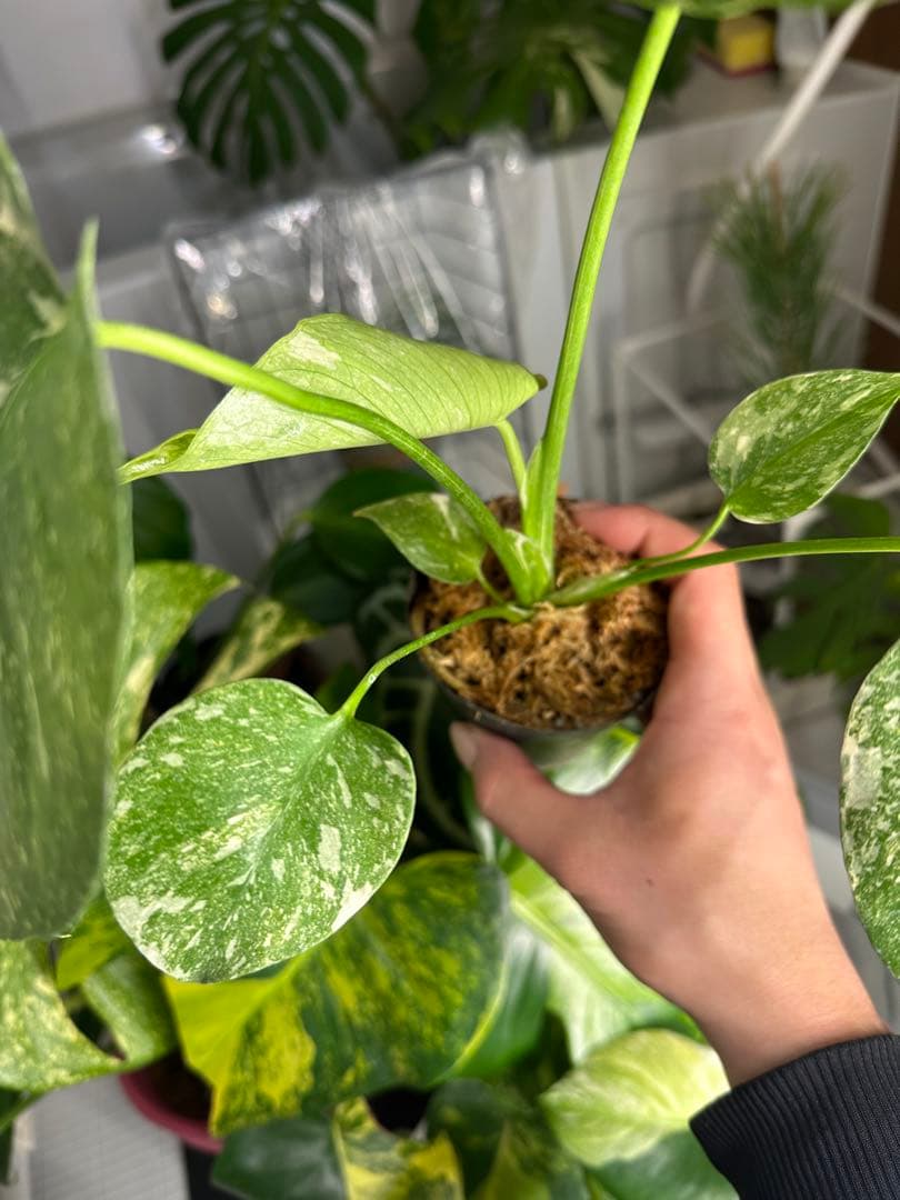 モンステラ グリーンスノー TC株 順化済み 3号株