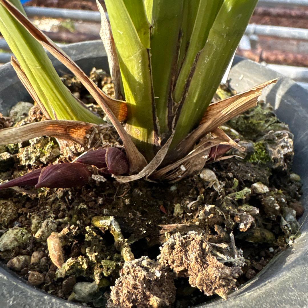 キンリョウヘン原種　2鉢セット　花芽計6付き