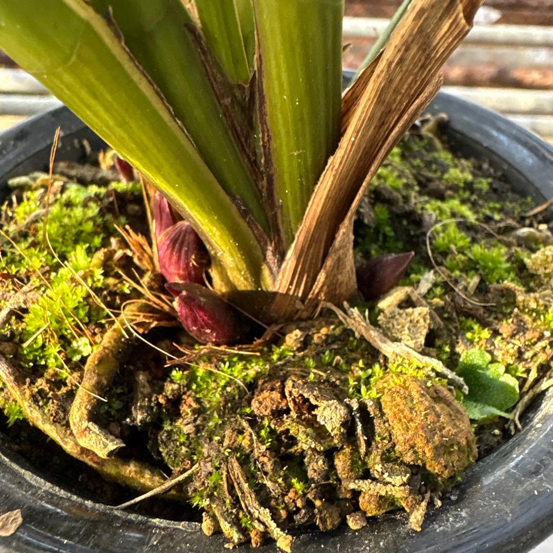 キンリョウヘン原種　2鉢セット　花芽計6付き