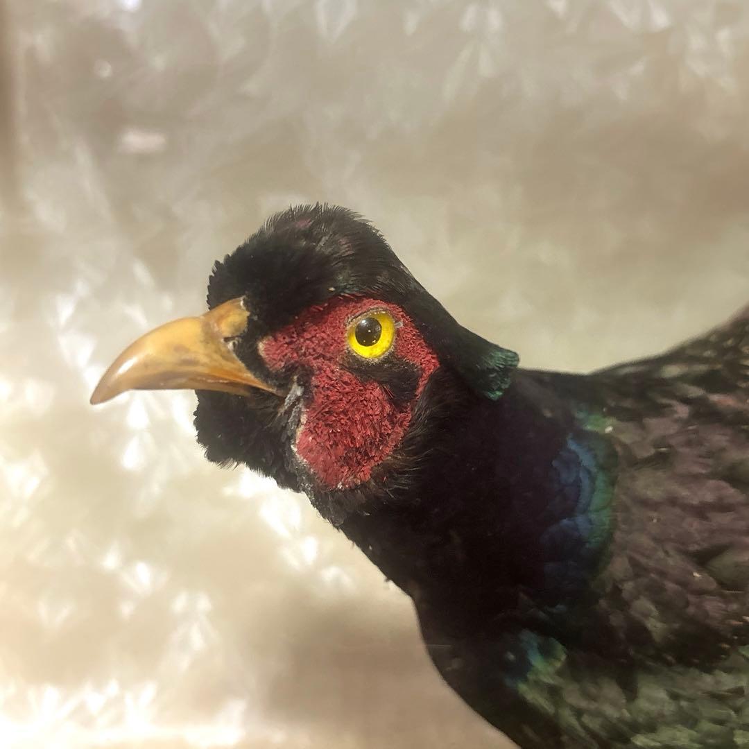 雉　鳥類標本 ガラスケース付き