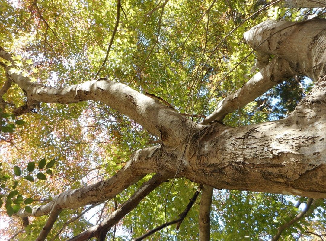 Nikon coolpix A300 ニコン　コンデジ　SDカード付