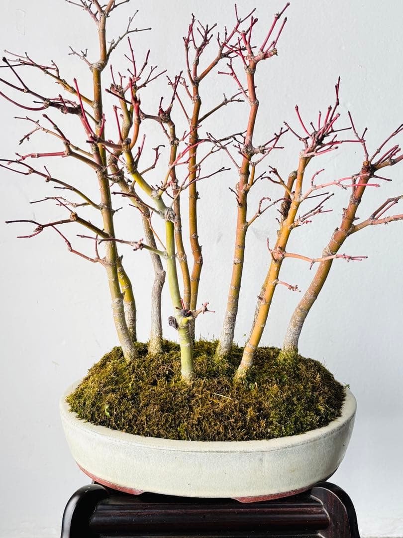 盆栽　山もみじ　寄せ植え