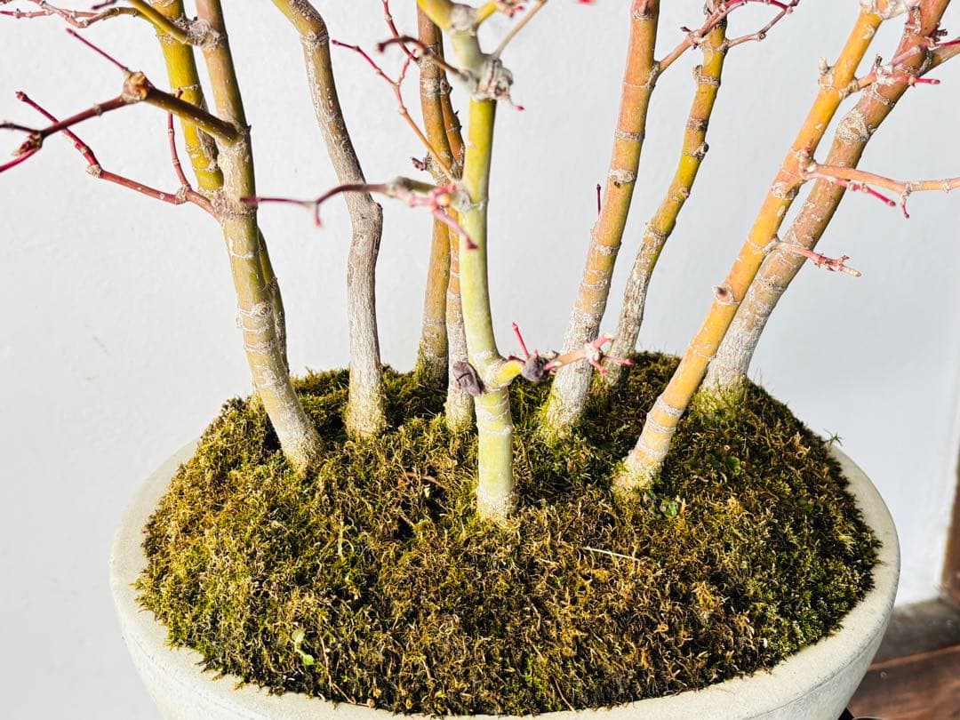 盆栽　山もみじ　寄せ植え