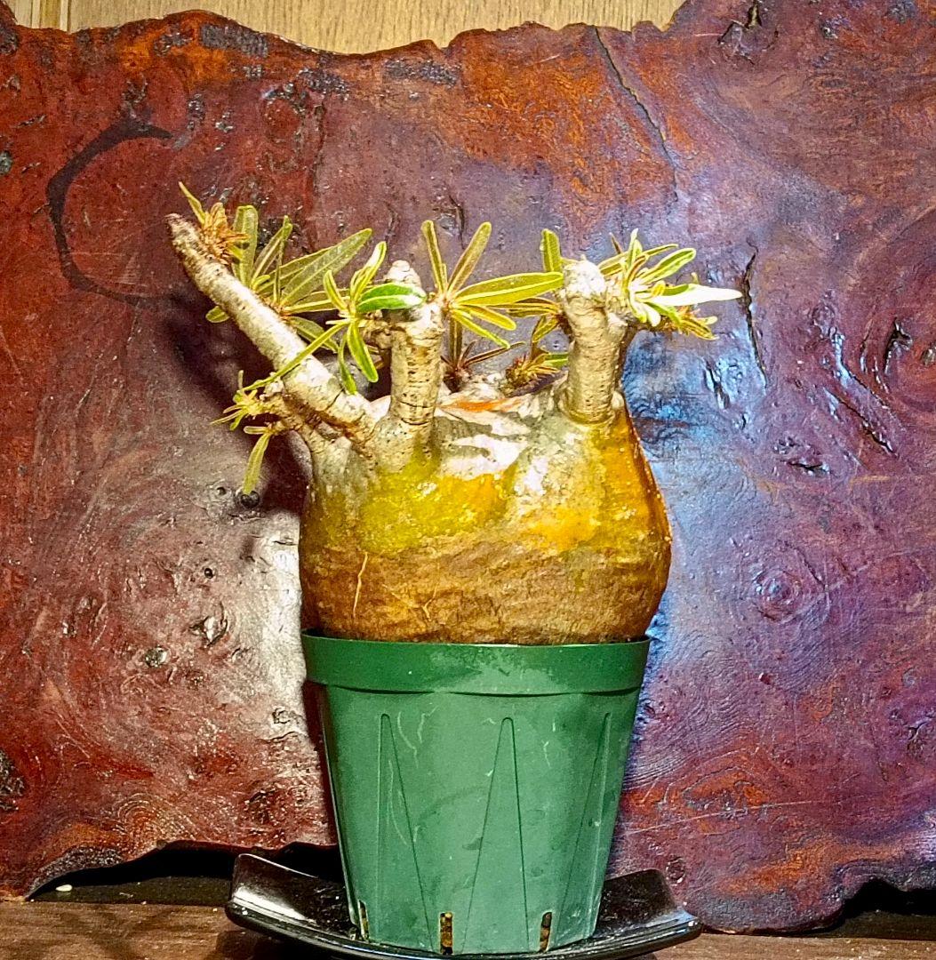 枝数多め　パキポディウム　グラキリス