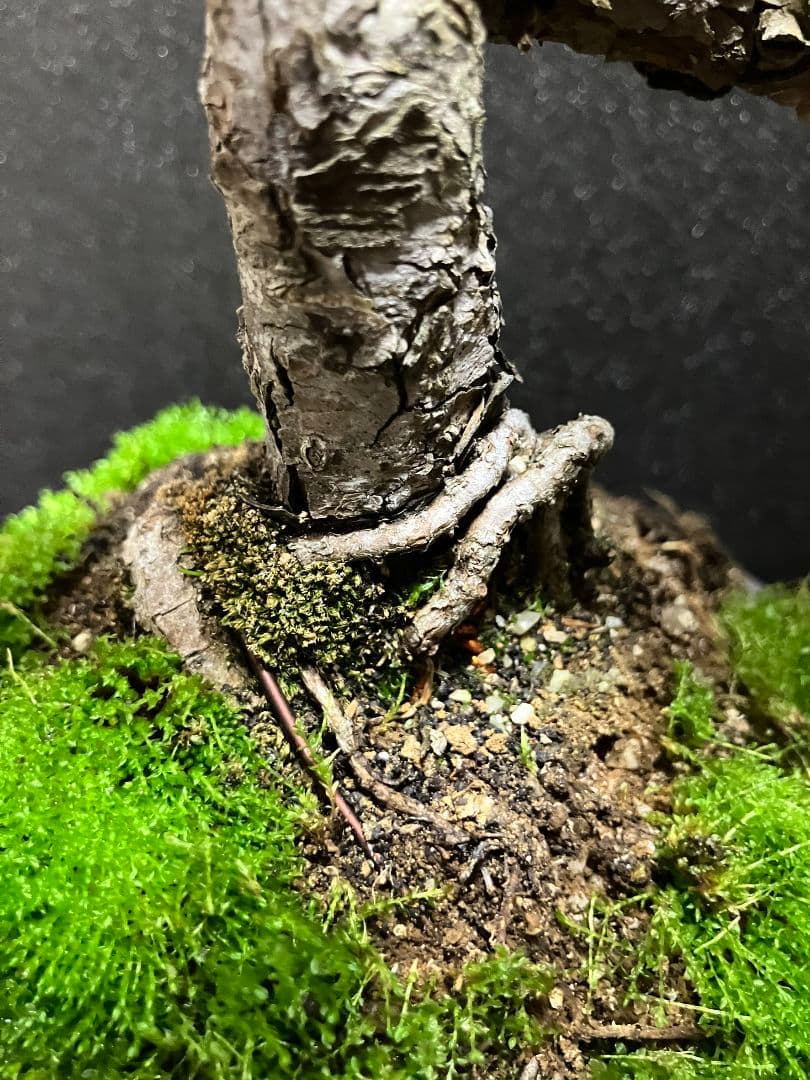 銀八房五葉松、宮島五葉松模様木盆栽