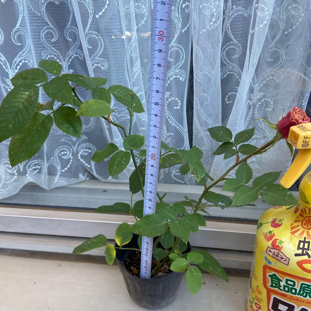 バラ　上海　苗③　パープルタイガー②