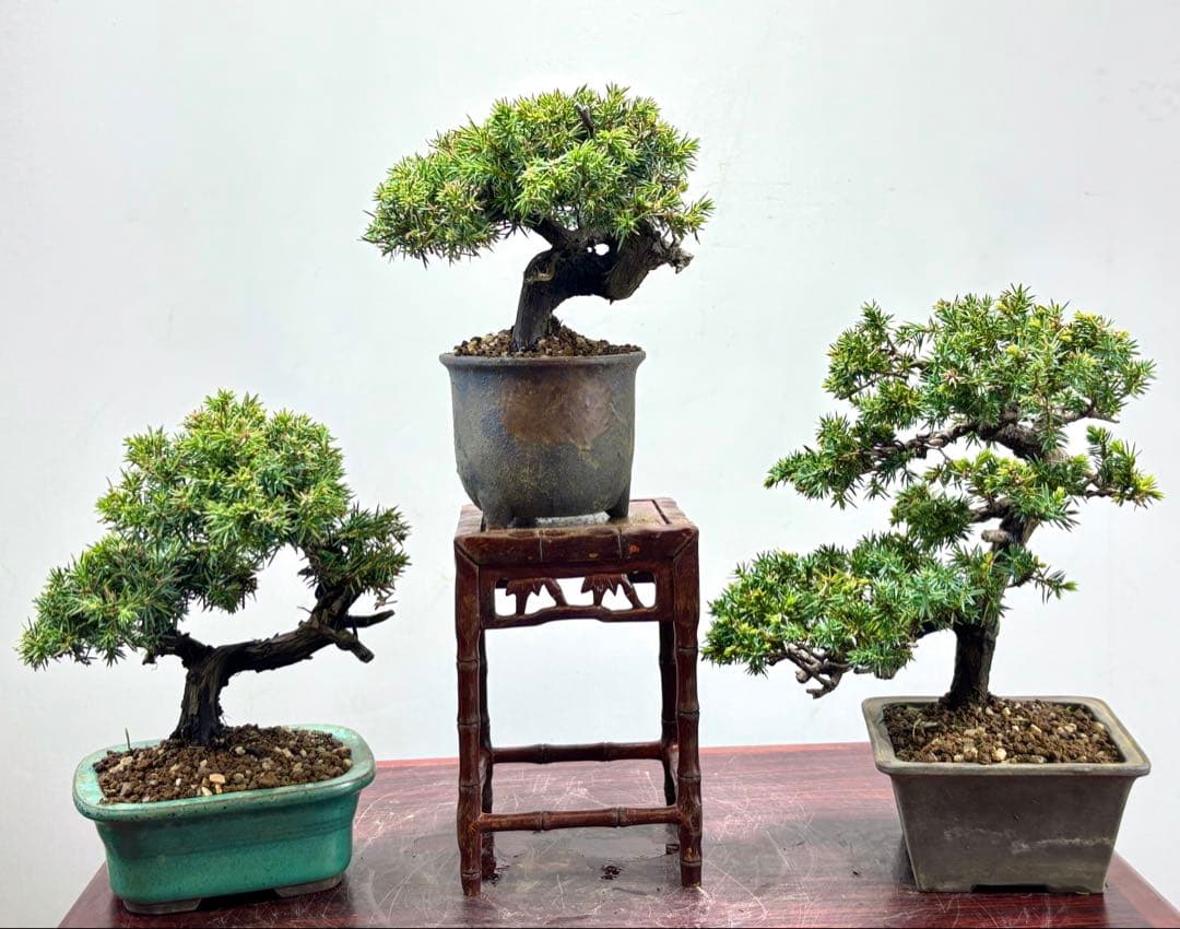 小品盆栽　伊勢杜松　3点セット　　　　　　　　　可愛い木です‼️‼️‼️