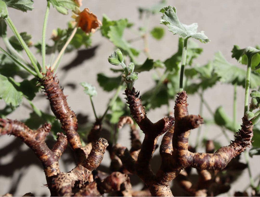 現地株　発根済み　ペラルゴニウム　ミラビレ