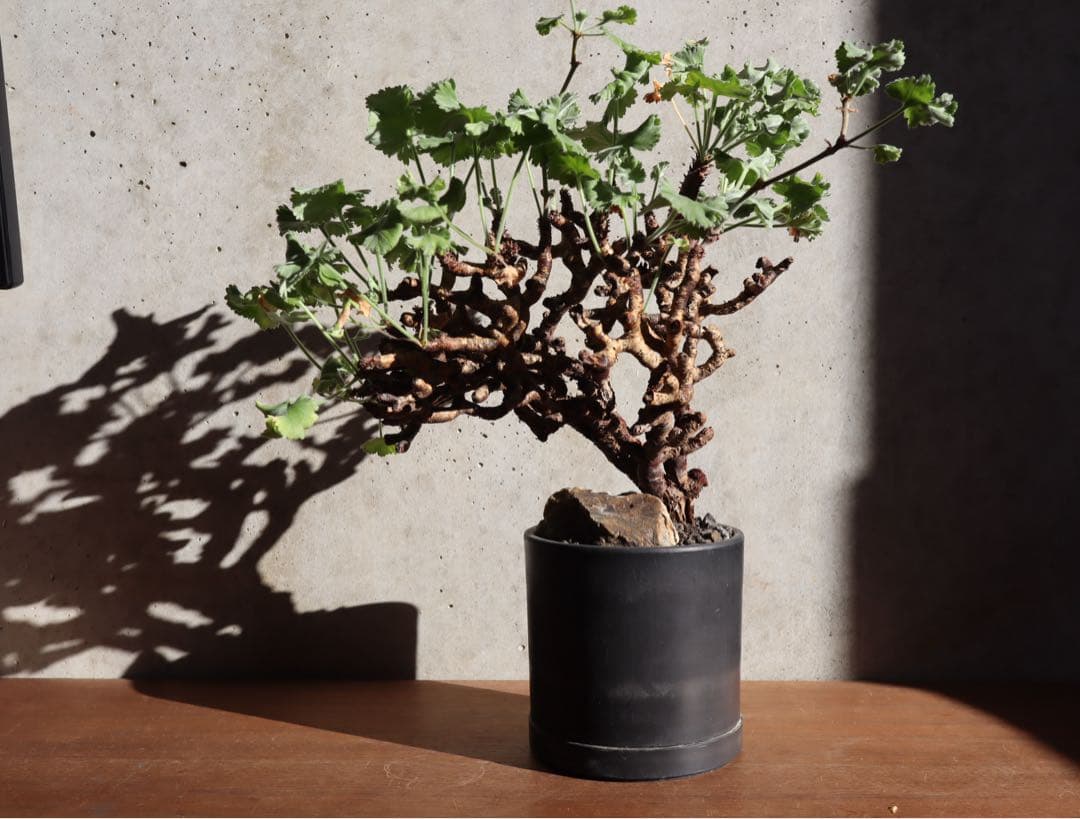 現地株　発根済み　ペラルゴニウム　ミラビレ