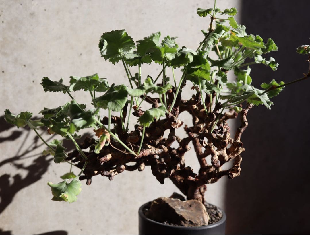 現地株　発根済み　ペラルゴニウム　ミラビレ