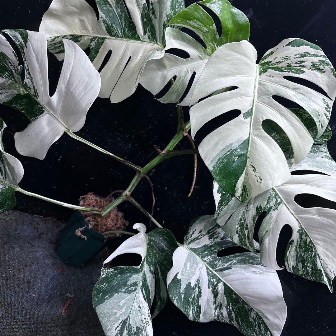 タ*子様 斑入りモンステラ ホワイトタイガー極美大株64cm白斑多