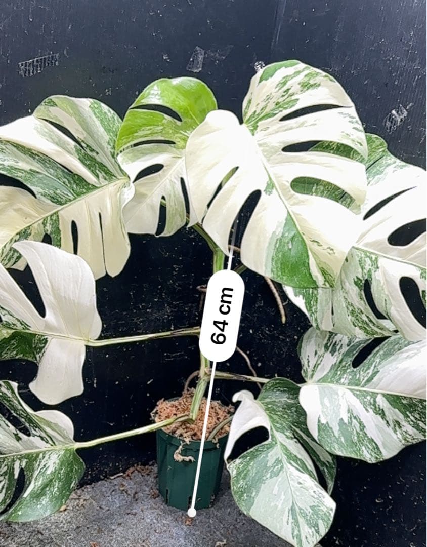 タ*子様 斑入りモンステラ ホワイトタイガー極美大株64cm白斑多
