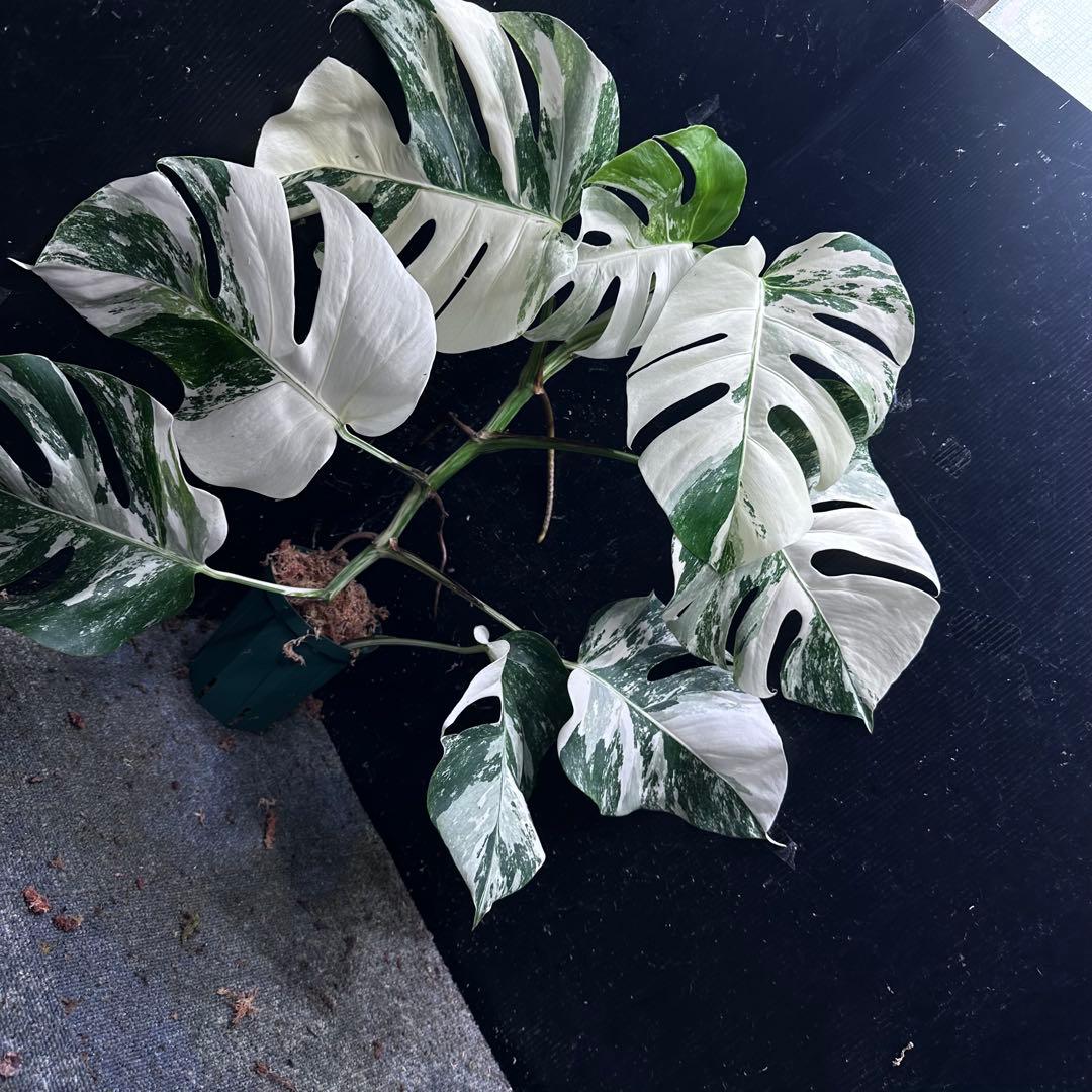 タ*子様 斑入りモンステラ ホワイトタイガー極美大株64cm白斑多