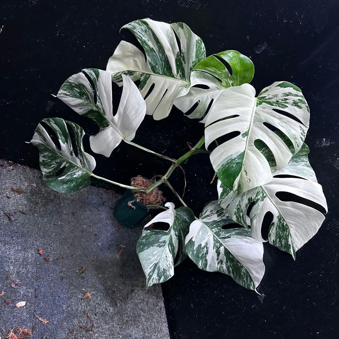タ*子様 斑入りモンステラ ホワイトタイガー極美大株64cm白斑多